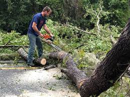 Professional Tree Services in Mount Airy, GA